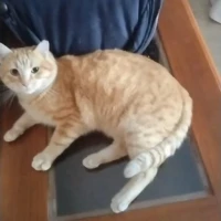 Adopta a Mimosin