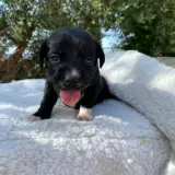 Adopta a Ramsey