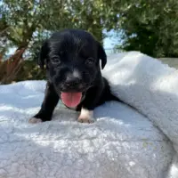 Adopta a Ramsey