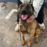 Adopta a Yan
