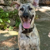 Adopta a Karma