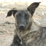 Adopta a Tula