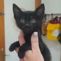 Adopta a Guisante