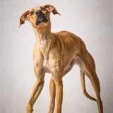 Adopta a Greta