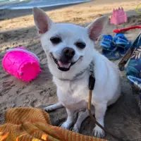 Adopta a Hulk