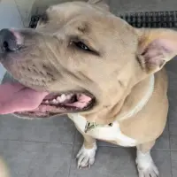 Adopta a Amy