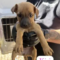 Adopta a Kiri
