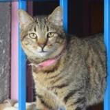 Adopta a Wendy Amorosa