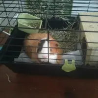 Adopta a Profesor Mermelada
