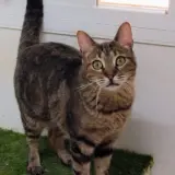 Adopta a Romana