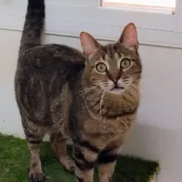 Adopta a Romana