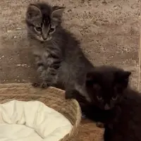 Adopta a Los Niños De Moni