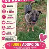 Adopta a Shiva