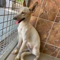 Adopta a Paloma