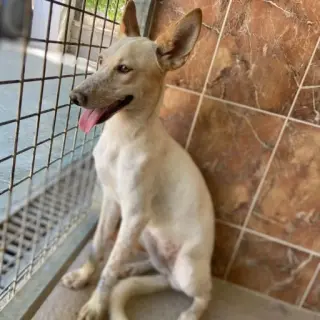 Paloma