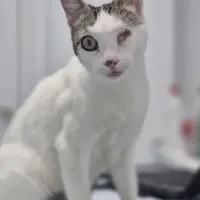 Adopta a Ginni