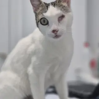 Ginni
