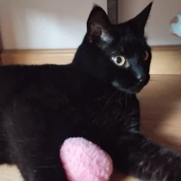 Adopta a Ravioli