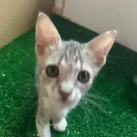 Adopta a Kira