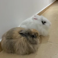 Adopta a Martino Y Miura