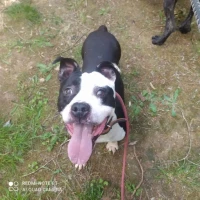 Adopta a Trueno