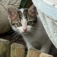 Adopta a Mery