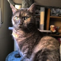 Adopta a Titania