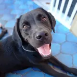 Adopta a Albóndiga