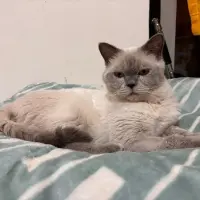 Adopta a Humo