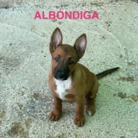 Adopta a Albóndiga