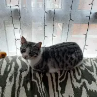 Adopta a Susi
