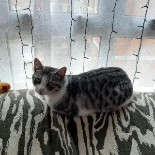 Susi