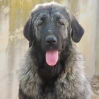 Adopta a Fiona