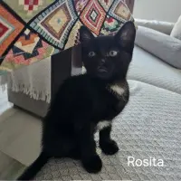 Adopta a Rosita