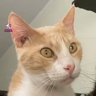 Jack