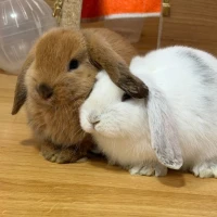 Adopta a Caramelo Y Phoebe