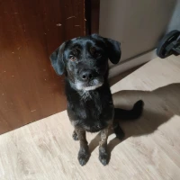 Adopta a Enzo