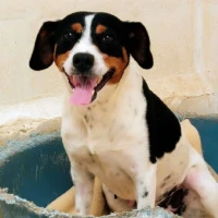 Adopta a Karma