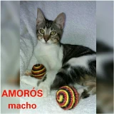 Adopta a Amorós