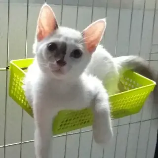 Nala