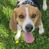 Adopta a Woody