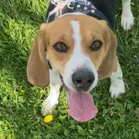 Adopta a Woody