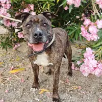 Adopta a Kimbo