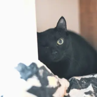 Bastet