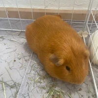 Adopta a Natsu Y Orus