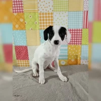 Adopta a Cúrcuma