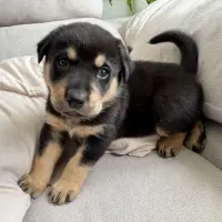 Adopta a Cachorros Mestizos