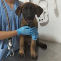 Adopta a Mar