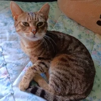 Adopta a Abril
