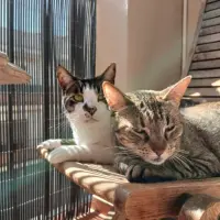 Adopta a Ares Y Kira